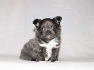 Photo №2 to announcement № 5034 for the sale of chihuahua - buy in Russian Federation breeder