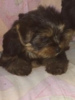 Photo №1. yorkshire terrier - for sale in the city of St. Petersburg | 169$ | Announcement № 84291