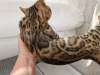 Photo №4. I will sell bengal cat in the city of Гамбург. private announcement - price - negotiated