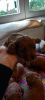 Additional photos: Cavapoo pappy f1 generation