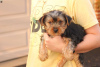 Photo №3.  Adorable Miniature Yorkshire Terriers -. Germany