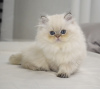 Photo №4. I will sell british longhair in the city of Krivoy Rog. from nursery - price - negotiated