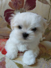 Photo №4. I will sell maltese dog in the city of Kiev. from nursery - price - 1500$