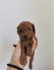 Photo №2 to announcement № 70155 for the sale of poodle (toy) - buy in Serbia 