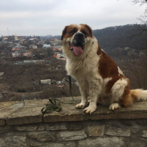 Photo №1. Mating service - breed: st. bernard. Price - 73$