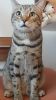 Photo №1. bengal cat - for sale in the city of Berlin | negotiated | Announcement № 81728