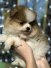 Photo №2 to announcement № 8735 for the sale of pomeranian - buy in Russian Federation from nursery, breeder