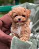 Additional photos: maltipoo