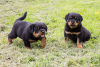 Photo №1. rottweiler - for sale in the city of Carlsbad | 500$ | Announcement № 87546