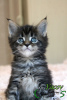 Photo №1. maine coon - for sale in the city of St. Petersburg | 750$ | Announcement № 10665