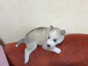 Photo №3. Purebred husky puppies for sale. Ukraine