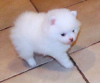 Photo №1. pomeranian - for sale in the city of Derventa | 300$ | Announcement № 63505