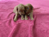 Photo №2 to announcement № 69235 for the sale of poodle (dwarf) - buy in Hungary breeder