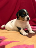 Photo №1. jack russell terrier - for sale in the city of Haifa | negotiated | Announcement № 77495