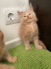 Photo №4. I will sell maine coon in the city of Москва. breeder - price - 651$