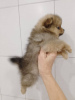 Photo №2 to announcement № 86529 for the sale of pomeranian - buy in Russian Federation breeder