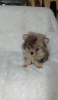 Photo №1. pomeranian - for sale in the city of Rennes | negotiated | Announcement № 17349