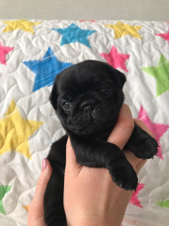 Photo №4. I will sell pug in the city of Москва. from nursery - price - 844$