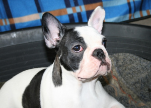 Photo №1. french bulldog - for sale in the city of Krasnoyarsk | 402$ | Announcement № 1683