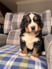 Photo №1. bernese mountain dog - for sale in the city of Pittsburgh | 400$ | Announcement № 101287