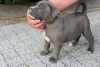 Photo №2 to announcement № 57964 for the sale of american bully - buy in Poland private announcement, breeder