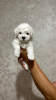 Photo №1. bichon frise - for sale in the city of Krasnoyarsk | 911$ | Announcement № 106832