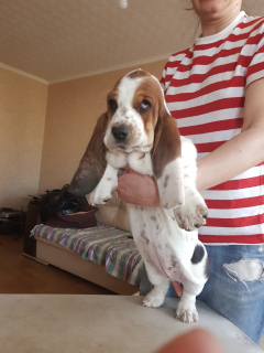 Photo №4. I will sell basset hound in the city of Moscow. private announcement - price - 480$