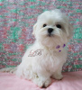 Photo №1. maltese dog - for sale in the city of Kiev | 1500$ | Announcement № 17585