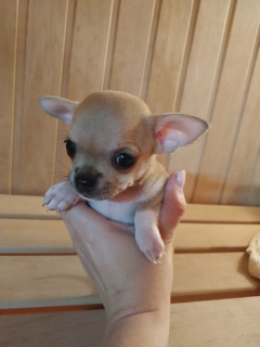 Photo №4. I will sell chihuahua in the city of Gomel. private announcement, breeder - price - 421$