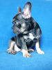Photo №2 to announcement № 13249 for the sale of french bulldog - buy in Ukraine breeder