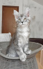 Photo №1. maine coon - for sale in the city of Helsinki | negotiated | Announcement № 124989