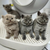 Photo №1. british shorthair - for sale in the city of New York | 300$ | Announcement № 53130