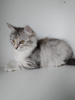 Photo №1. siberian cat - for sale in the city of Omsk | 4$ | Announcement № 12215