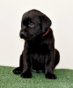 Photo №2 to announcement № 106720 for the sale of labrador retriever - buy in Russian Federation private announcement