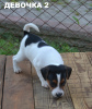 Photo №2 to announcement № 12810 for the sale of parson russell terrier - buy in Ukraine breeder