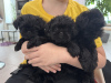 Photo №2 to announcement № 94429 for the sale of affenpinscher - buy in Ukraine from nursery
