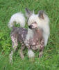 Photo №2 to announcement № 105361 for the sale of chinese crested dog - buy in Germany breeder
