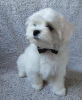 Photo №3. Puppy boy, KSU-FCI, breed / show perspective, Korean blood.. Ukraine