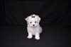 Photo №1. maltese dog - for sale in the city of Berlin | negotiated | Announcement № 115870