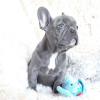 Photo №1. french bulldog - for sale in the city of Berlin | negotiated | Announcement № 115823