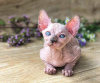 Photo №1. sphynx cat - for sale in the city of Berlin | 423$ | Announcement № 123427