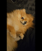 Photo №2 to announcement № 93628 for the sale of pomeranian - buy in Canada private announcement