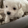 Photo №2 to announcement № 97033 for the sale of maltese dog - buy in United States private announcement