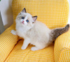 Photo №2 to announcement № 58803 for the sale of ragdoll - buy in United States private announcement