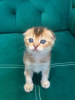 Photo №3. Scottish Fold kittens with pedigree for sale. Germany