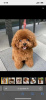 Additional photos: Toy poodle puppies