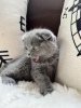 Photo №1. scottish fold - for sale in the city of Франкфурт-на-Майне | Is free | Announcement № 95585
