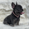 Photo №1. french bulldog - for sale in the city of Georgetown | negotiated | Announcement № 109920