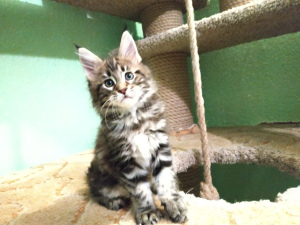 Photo №1. maine coon - for sale in the city of Chelyabinsk | 235$ | Announcement № 5300