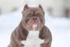 Photo №1. american bully - for sale in the city of Krasnodar | 651$ | Announcement № 44283